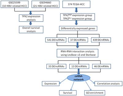 Comprehensive analysis of a TPX2-related TRHDE-AS1/PKIA ceRNA network involving prognostic signatures in Hepatitis B virus-infected hepatocellular carcinoma